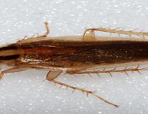 German cockroach pest control Blue Mountains service