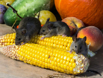 Signs of mice and rats in your home in the Blue Mountains