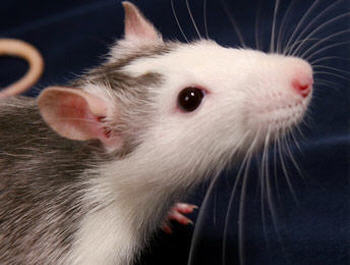 White rat pest control image supporting mice and rats content in the Blue Mountains