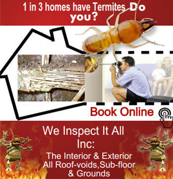 Silverfish pest control Blue Mountains inspection advice for storage and damp rooms
