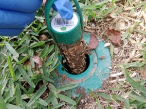 Termite activity found near a garden edge and inspection point in the Blue Mountains