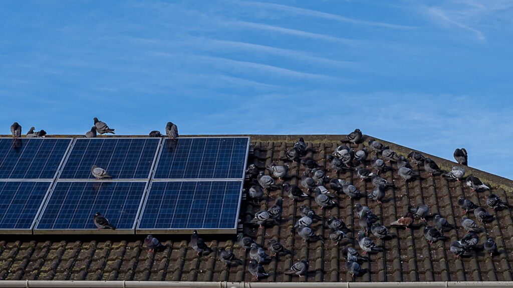 Solar panel bird proofing Blue Mountains roof inspection and bird exclusion