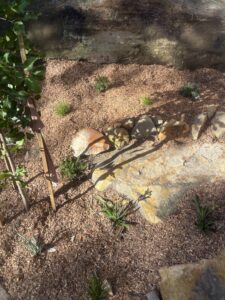 Can termites eat cypress mulch – Blue Mountains garden example