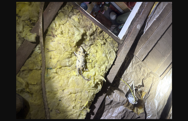 Blaxland pest control treatment advice and inspections