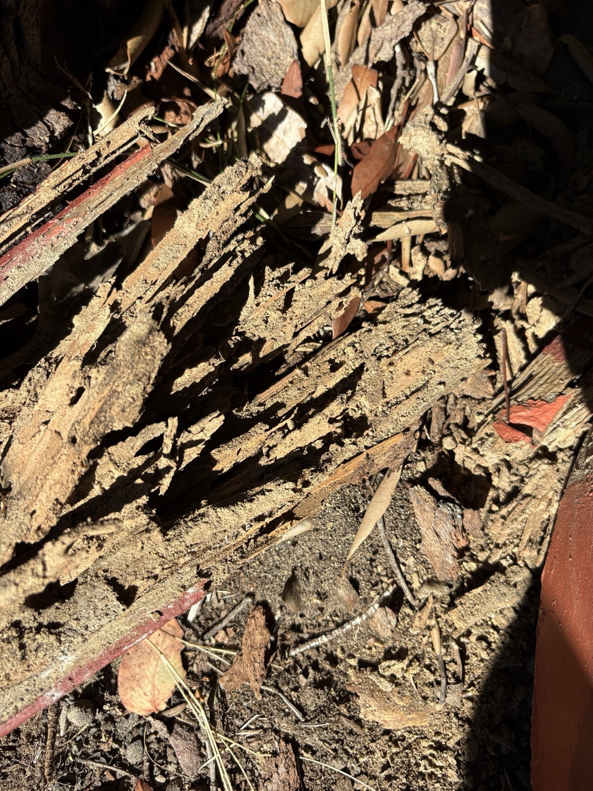 Live subterranean termites in damaged landscape timber at a Springwood property