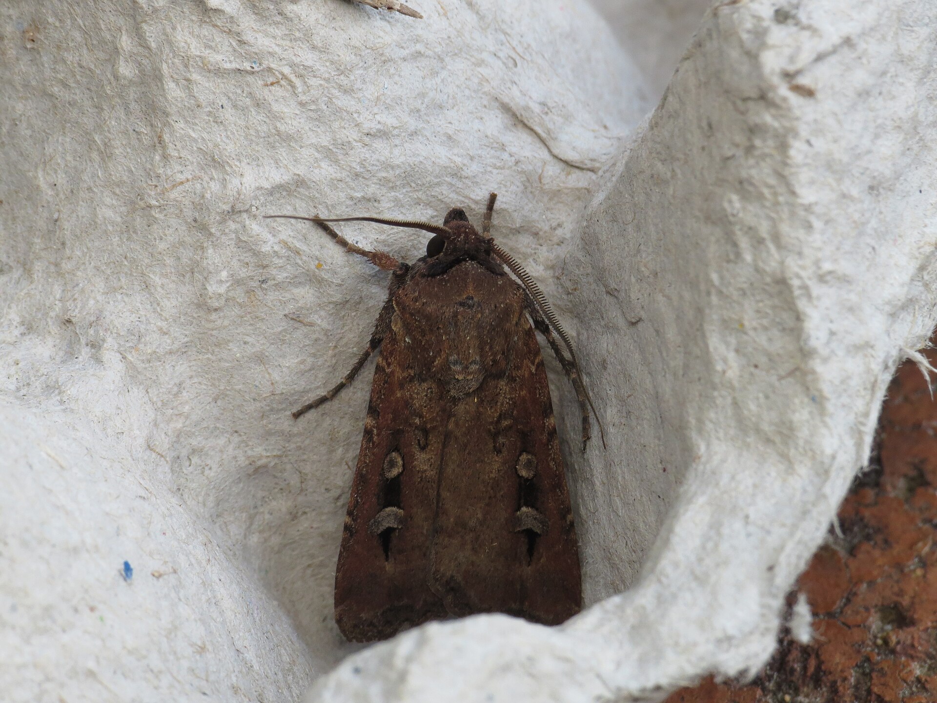Bogong moth (Agrotis infusa) photographed in Blackheath, NSW